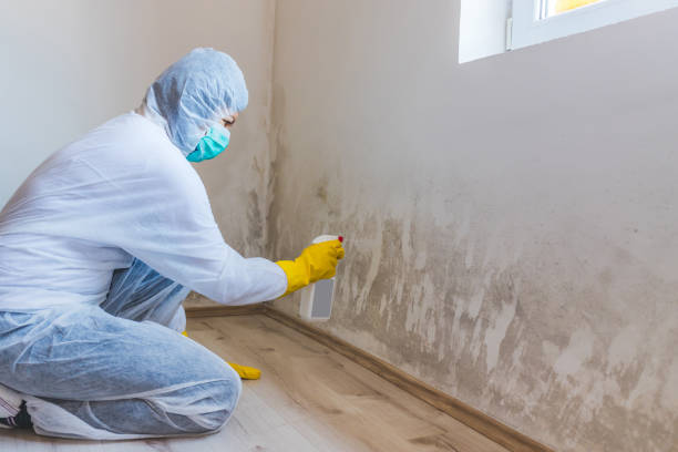 Licensed Mold Testing service in Bellevue, WA - WQB Mold Removal